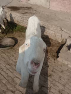 White Gulabi Bakri