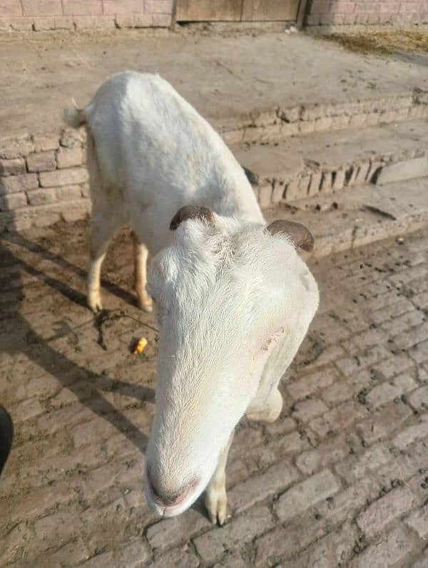 White Gulabi Bakri 1