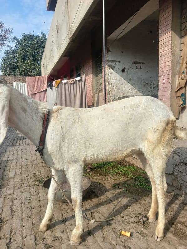 White Gulabi Bakri 2