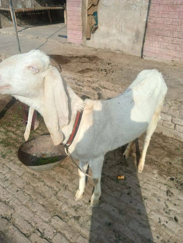 White Gulabi Bakri 3