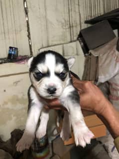 Siberian Husky Female Blue Eyed