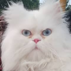 PERSIAN CAT FOR SALE!!!!