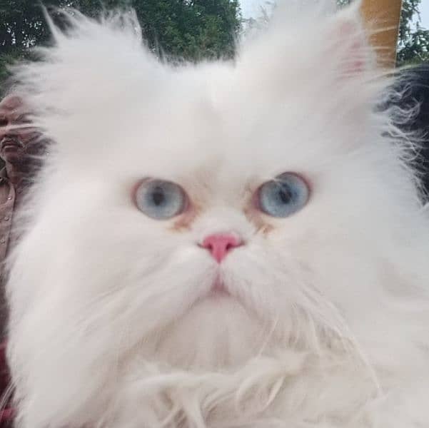 PERSIAN CAT FOR SALE!!!! 0