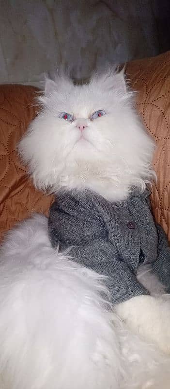 PERSIAN CAT FOR SALE!!!! 1