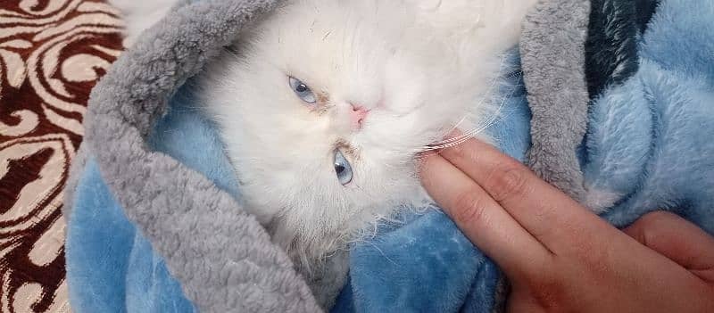 PERSIAN CAT FOR SALE!!!! 2