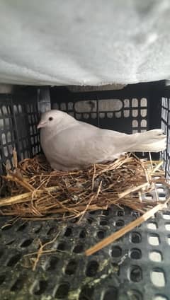 healthy and active pigeon