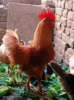 2 Mel 15 female egg wali