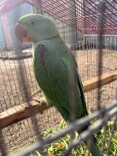 Kashmiri raw parrot