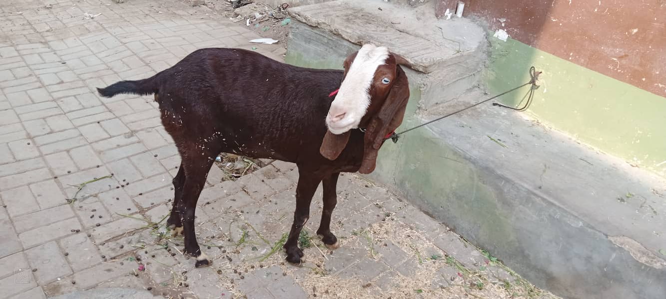 Lal chamba bakri 2