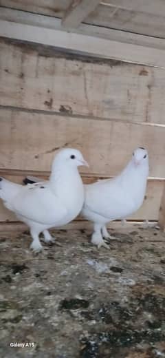 sherazi pigeons pair for sale