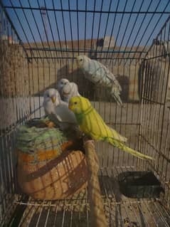 budgies