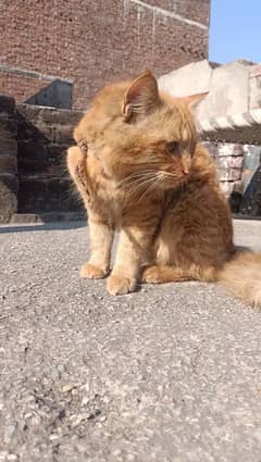 Persian male cat trained available brown colour