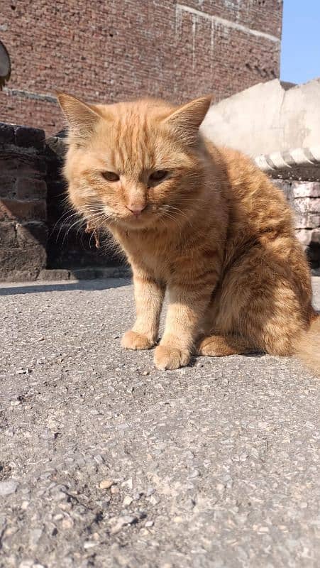 Persian male cat trained available brown colour 1