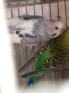 Australian breéder pair and 4 breeder males