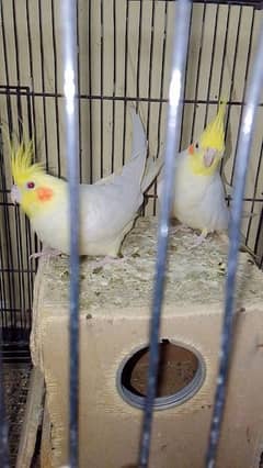 Cream Cockatiel Red Eyes