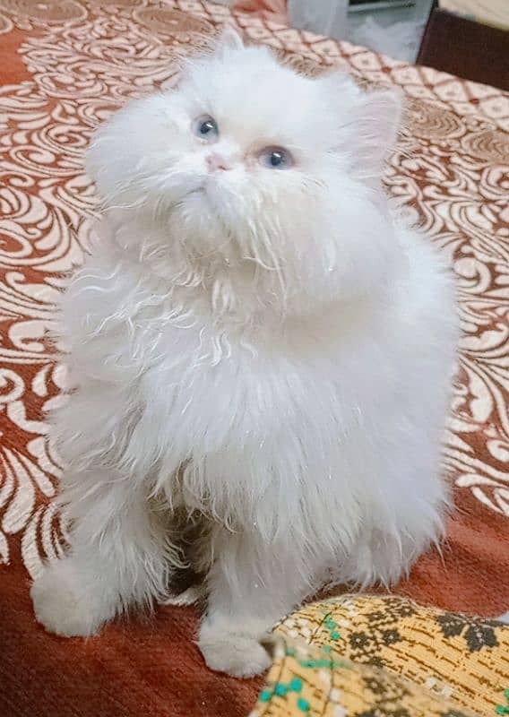 PERSIAN CAT FOR SALE!!!! 3