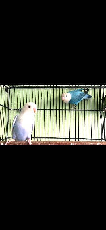 palefallow breeder pair /love bird 0