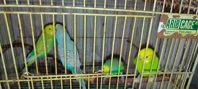 budgies breeding pairs