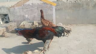 aseel reza pair for sale 03464815775