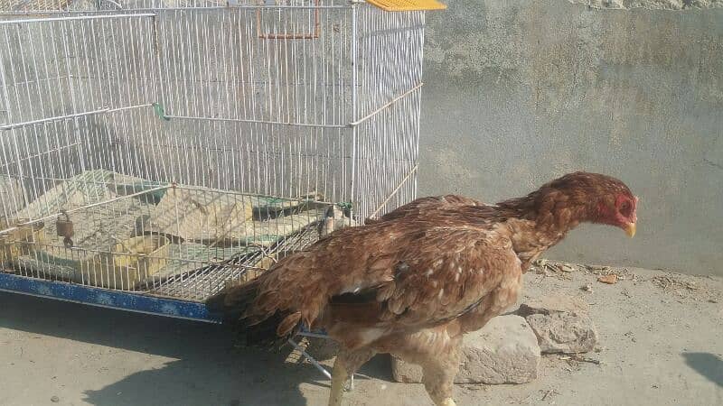 aseel reza pair for sale 03464815775 4