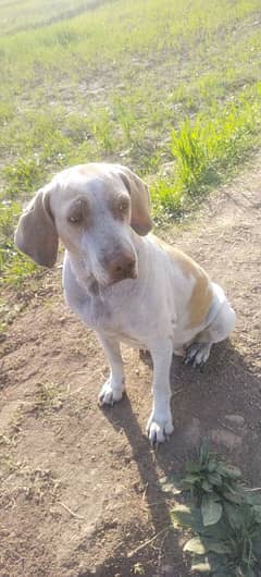 English pointer for sale