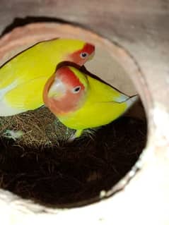 love birds breeder pair