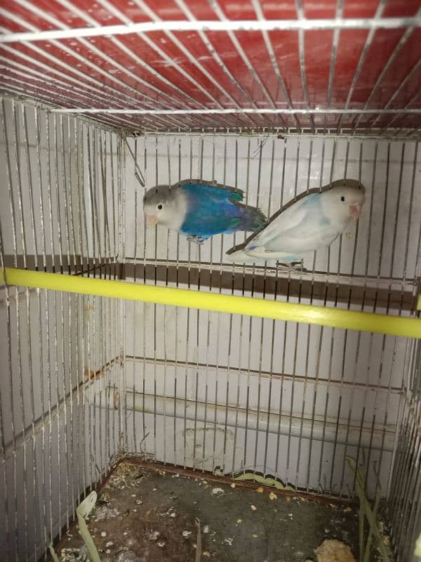 love birds breeder pair 2