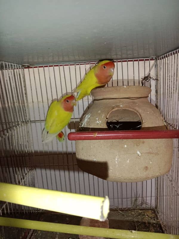 love birds breeder pair 3