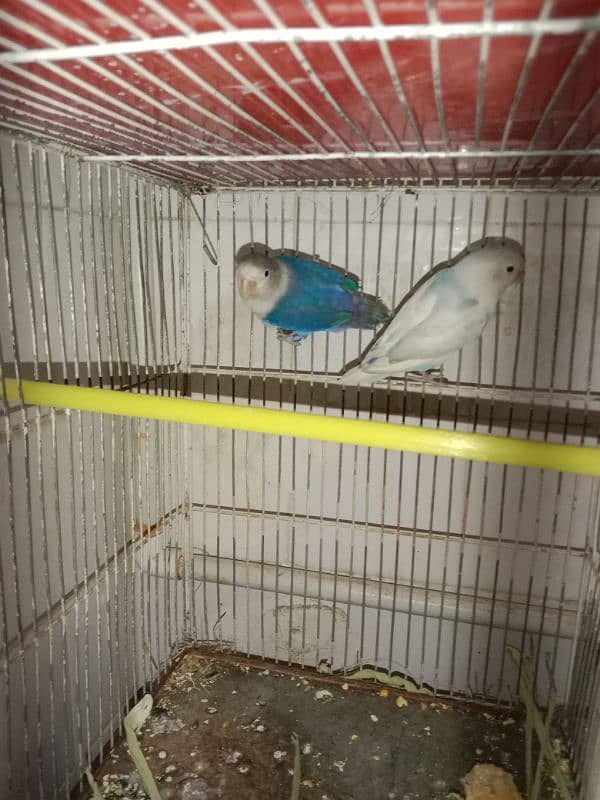 love birds breeder pair 4