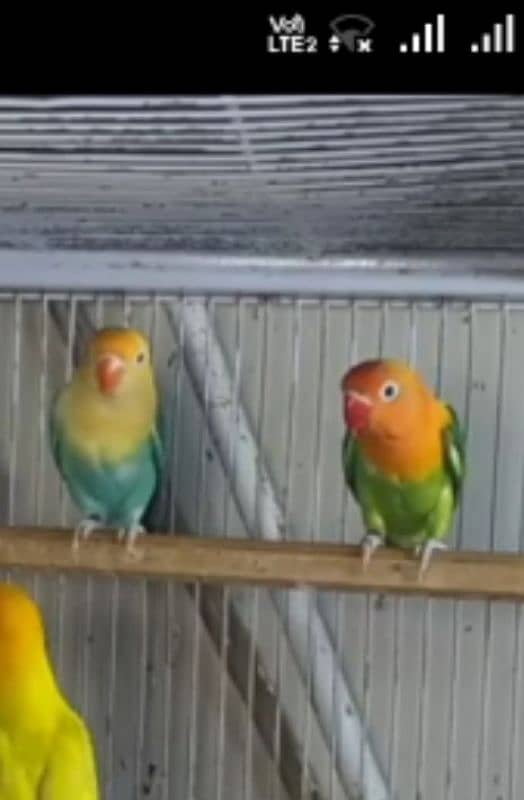 love birds breeder pair 5