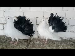 Black Tail Pigeon lakky Kabootar pair