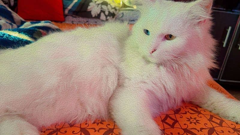 Persian triple coated male cat 2