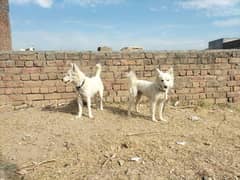 Russian dog pair for sale watsp 03197466703