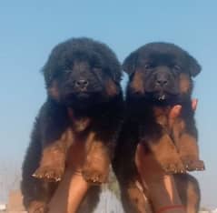 German Shepherd long coat male female available for sale