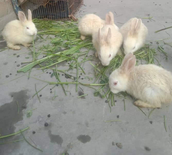 5 baby rabbits cute and active 2 month mix 0