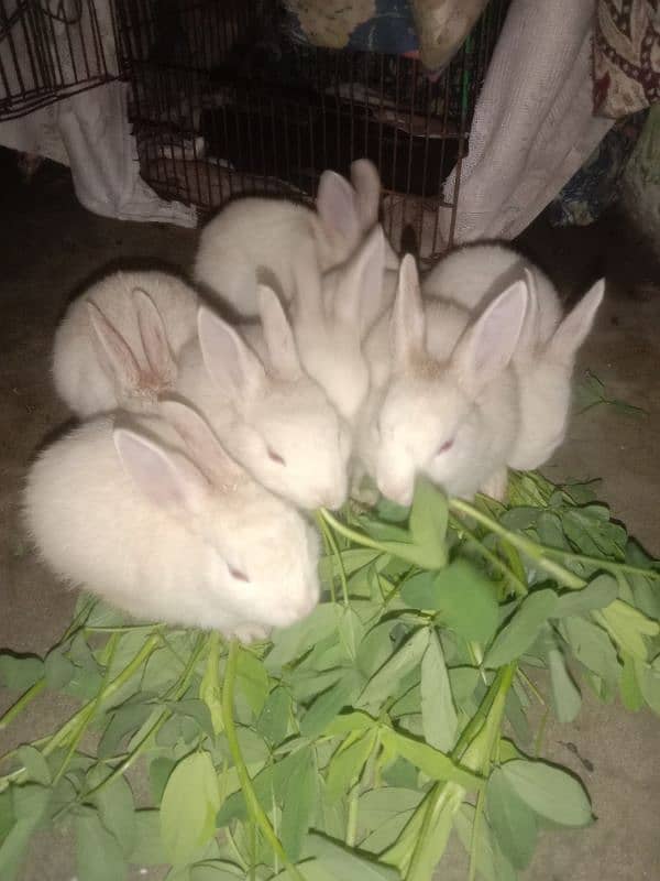 5 baby rabbits cute and active 2 month mix 1