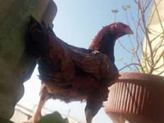 pure aseel hen for sale