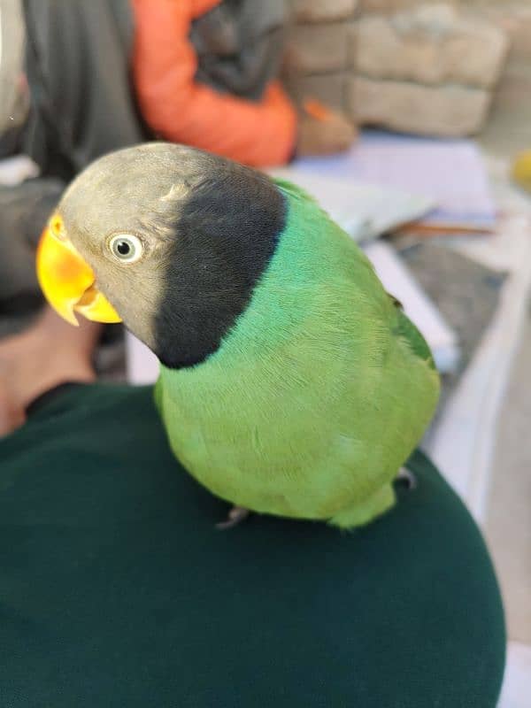 saying parrot 2