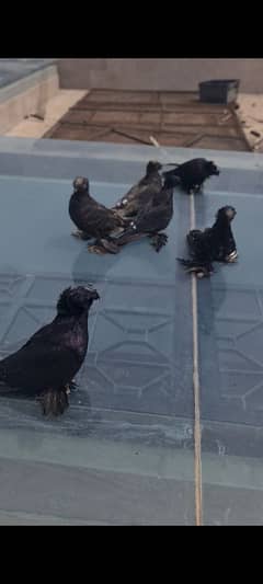 pigeons