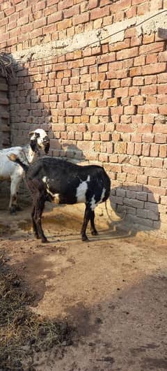 2Goat for sale 2 bachy deny wali healthy and charu active goat.