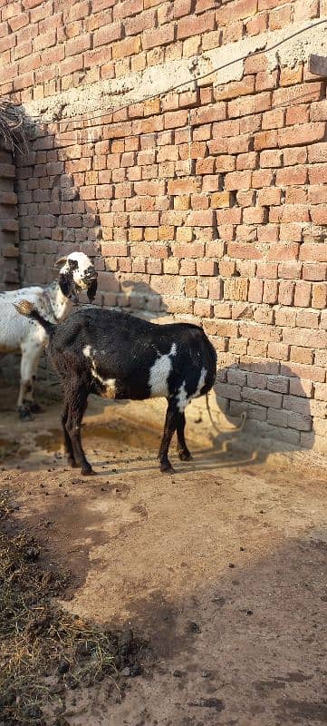 2Goat for sale 2 bachy deny wali healthy and charu active goat. 0