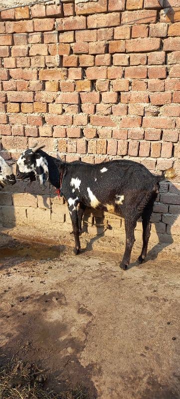 2Goat for sale 2 bachy deny wali healthy and charu active goat. 1