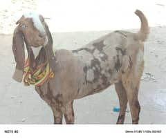 Bakri For Sale