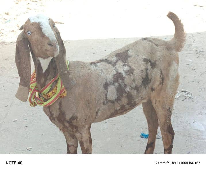 Bakri For Sale 0