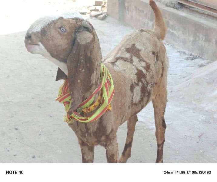 Bakri For Sale 1