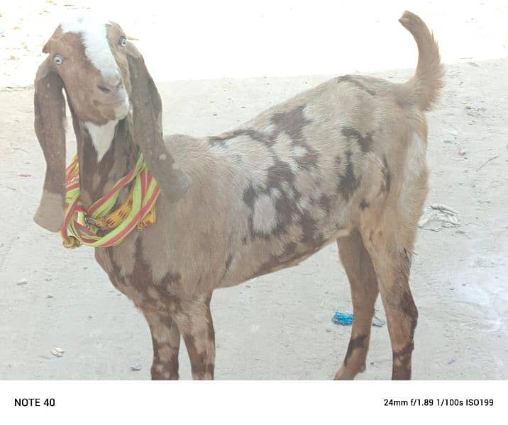 Bakri For Sale 2