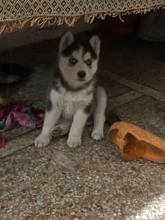 top quality Siberian husky female