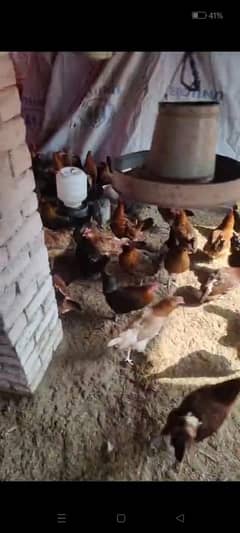 Egg Laying Hens