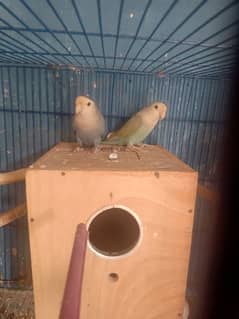 love birds breeder pair  for sale