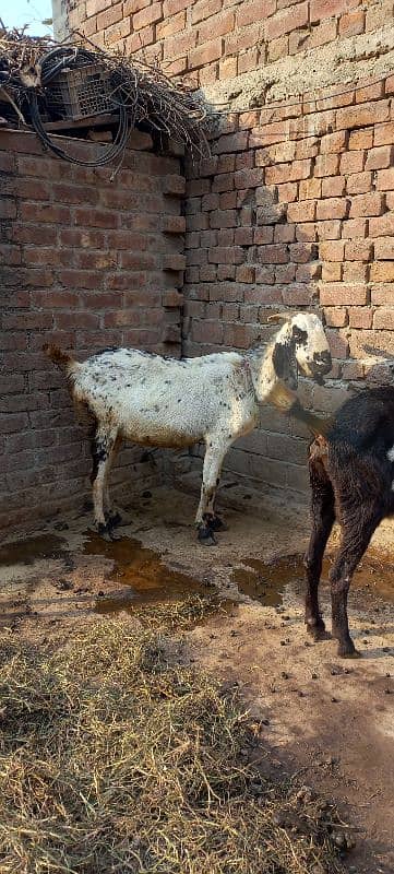 2Goat for sale 2 bachy deny wali healthy and charu active goat. 2